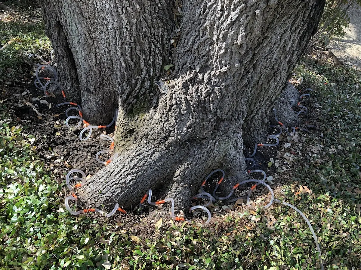 Detailed Tree Cabling and Bracing job site in Schaumburg