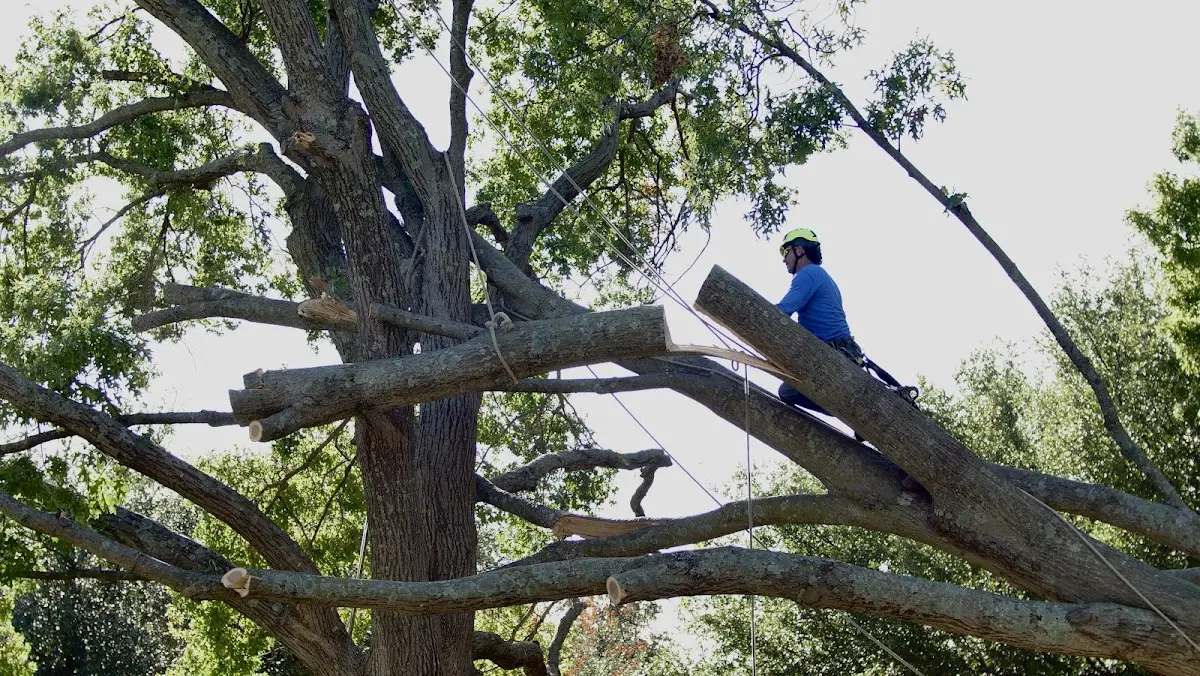 Professional Crown Thinning performed by certified arborists in Schaumburg