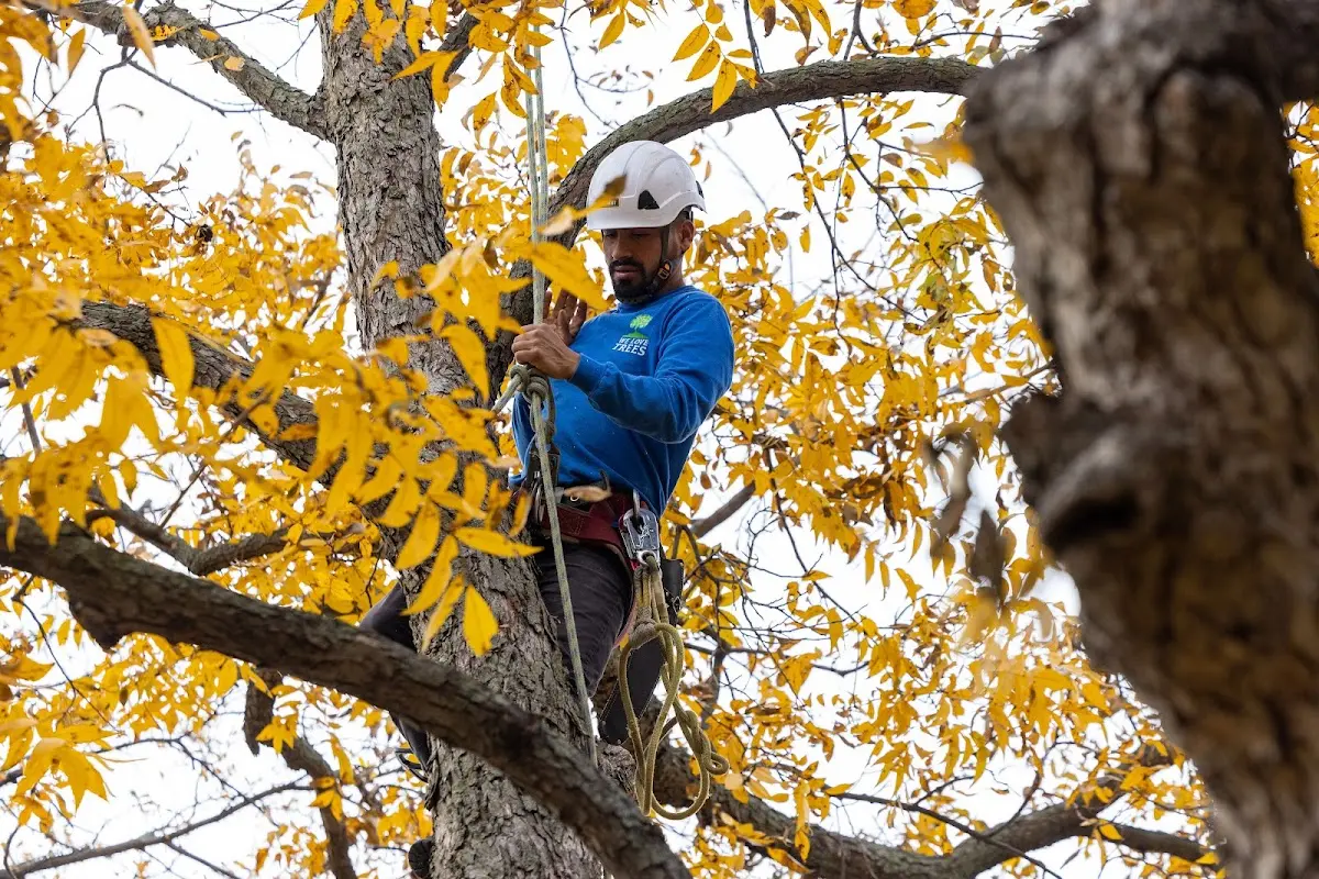 Skilled Tree Planing crew working in Schaumburg